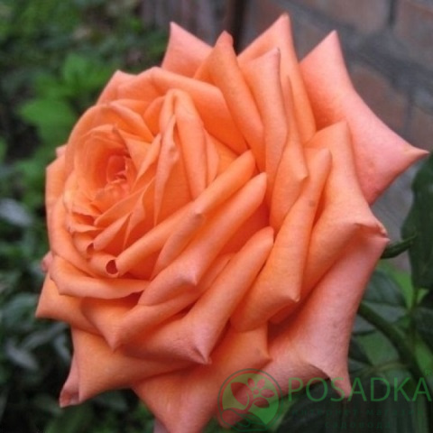 картинка Роза чайно-гибридная Эльдорадо 