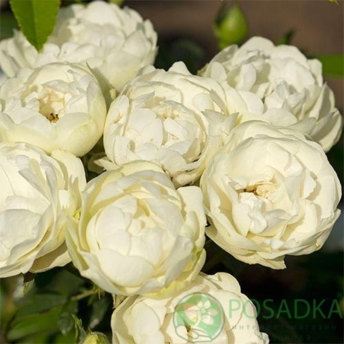 картинка Роза бордюрная Morsdag White 3л 