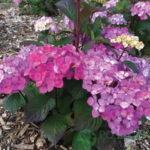 картинка Гортензия пильчатая Прециоза  картинка Гортензия пильчатая Прециоза