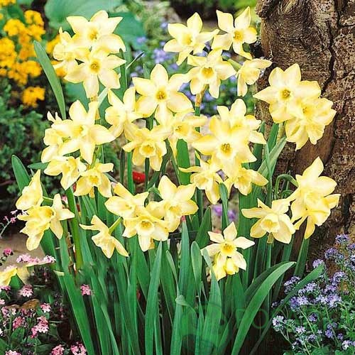 картинка Нарцисс Pipit  картинка Нарцисс Pipit