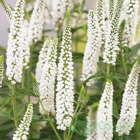 картинка Вероника колосистая First Lady 