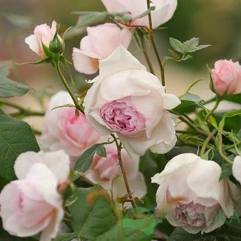 картинка Роза английская Зе Веджвуд Роуз 