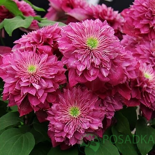 картинка Клематис Kaiser BLUSHING BRIDESMAID PBR 