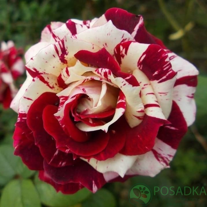 картинка Роза спрей Флеш Найт С2 