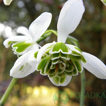 картинка Подснежник Flore Pleno картинка Подснежник Flore Pleno