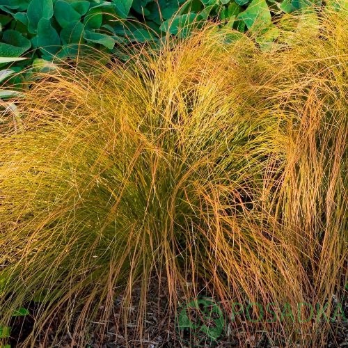картинка Осока теракотовая Prairie Fire 
