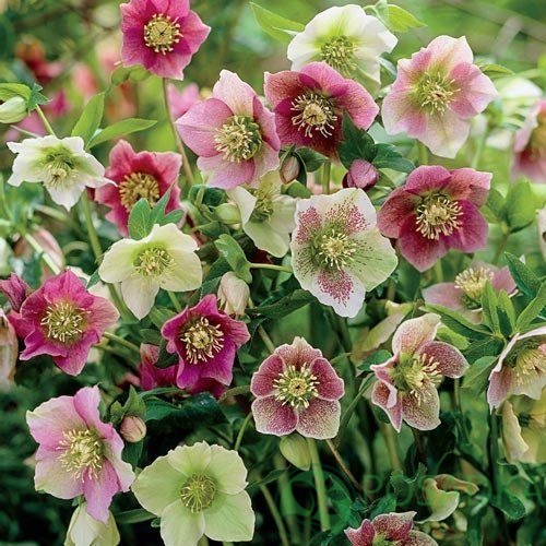 картинка Морозник MIX картинка Морозник MIX