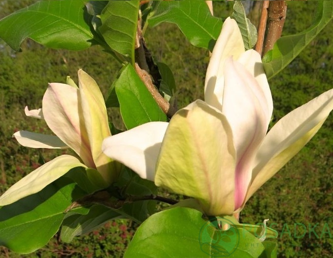 картинка Магнолия Ambrosia 7.5л  картинка Магнолия Ambrosia 7.5л