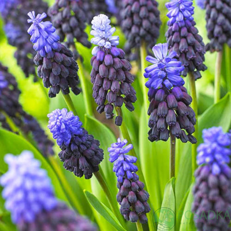 картинка Мускари Latifolium картинка Мускари Latifolium