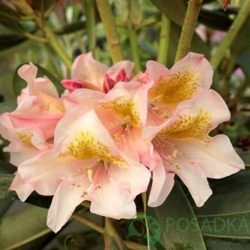 картинка Рододендрон гибридный Merja 