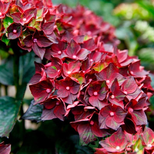 картинка Гортензия крупнолистная Royalty Burning Hot 
