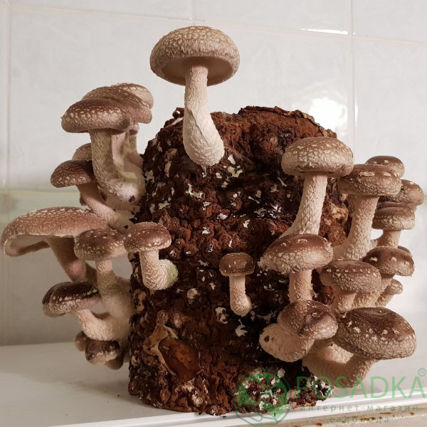 картинка Грибной блок Шиитаке 4 кг картинка Грибной блок Шиитаке 4 кг