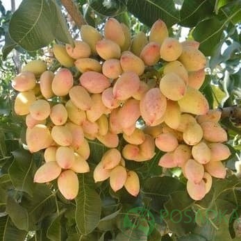 картинка Фисташка Альбина 