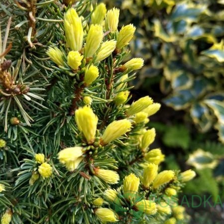 картинка Ель канадская 'Sun on the Sky' PBR 