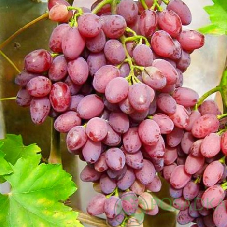 картинка Виноград кишмиш Лучистый 