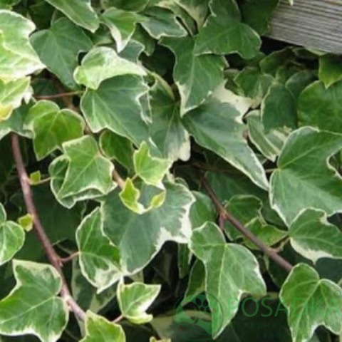 картинка Плющ Хедера (Hedera helix) 2л 