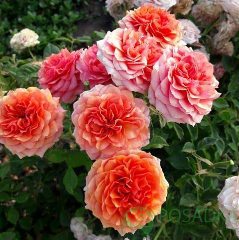 картинка Роза бордюрная Тереса С2 