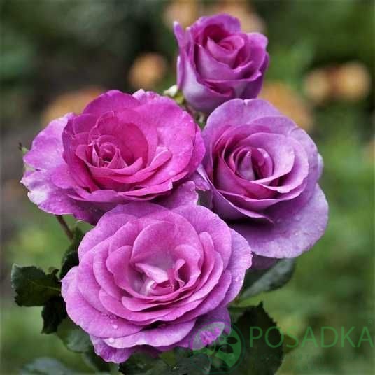 картинка Роза плетистая Виолет Парфум (Violette Parfume) 