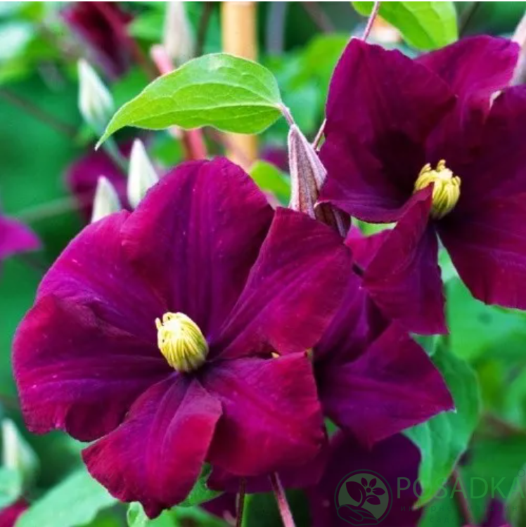 картинка Клематис Warszawska Nike QE 