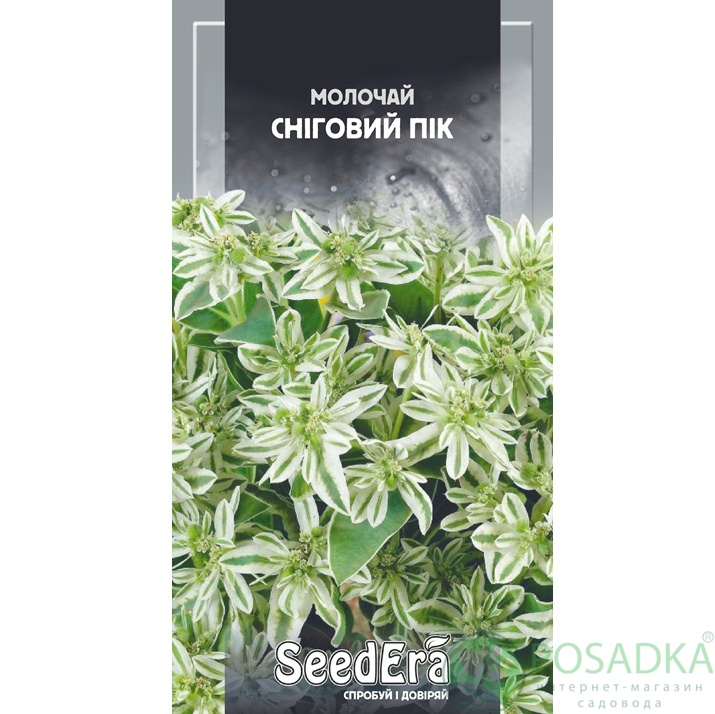 картинка Семена Молочай Снежный пик 0,5 г,  Seedеra 