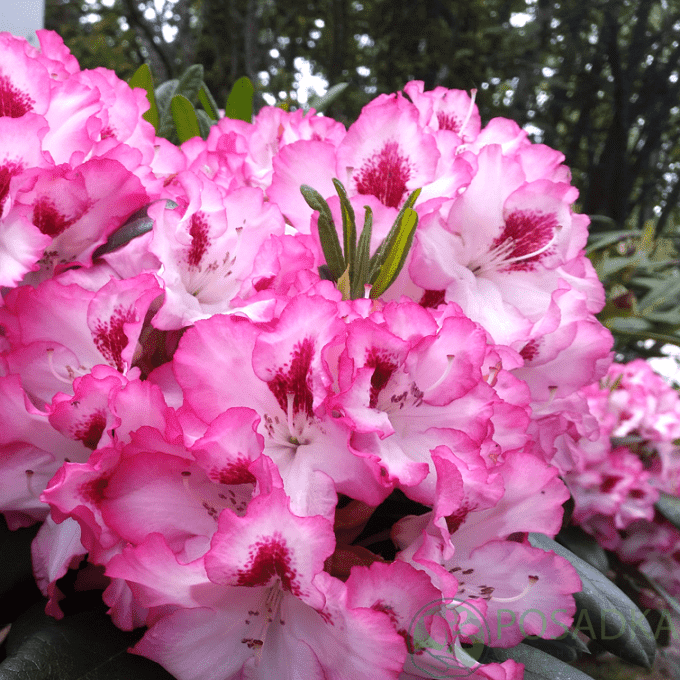 картинка Рододендрон гибридный Hachmann`s Charmant 