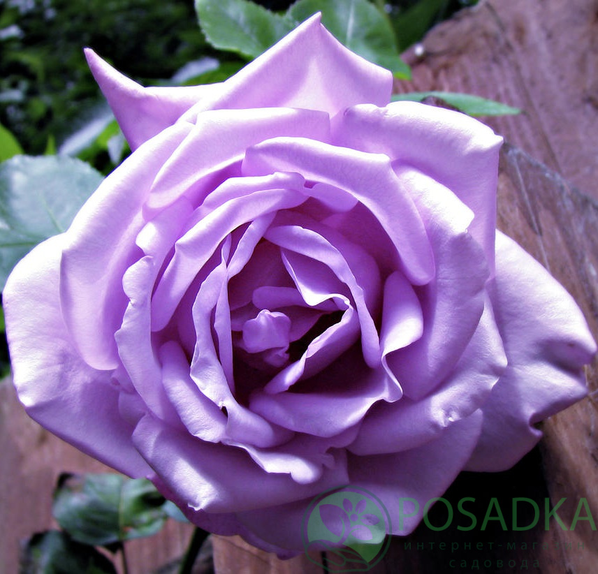 Роза чайно-гибридная Майзер, саженцы роз в 