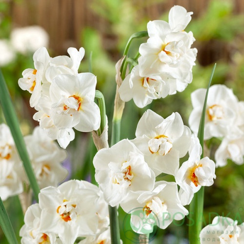 картинка Нарцисс Abba 