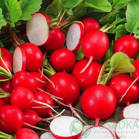 картинка Семена Редис Сакса 2г, SeedEra картинка Семена Редис Сакса 2г, SeedEra