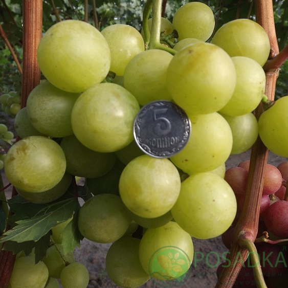 картинка Виноград Индиана 