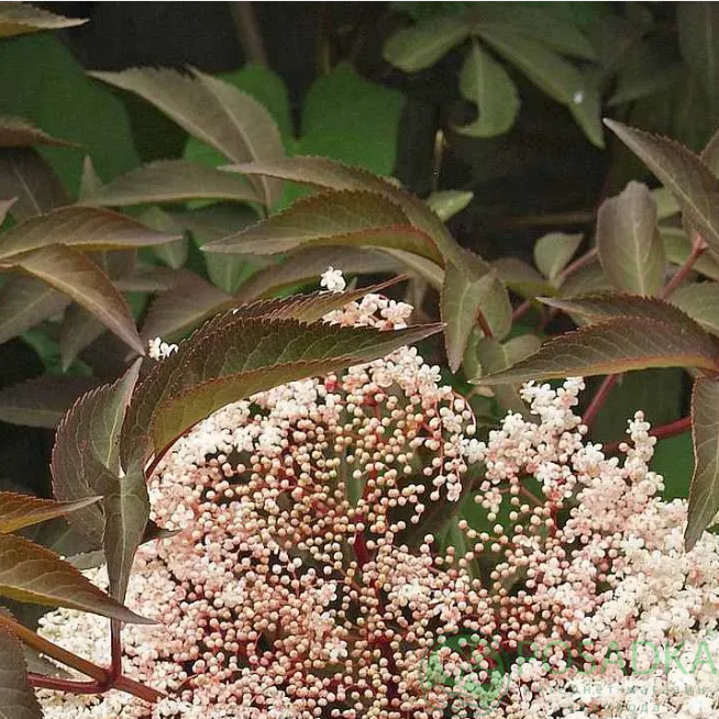 картинка Бузина чорна Milk Chocolate 