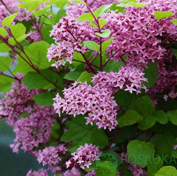 картинка Сирень Ред Пикси (Syringa Red Pixie) 