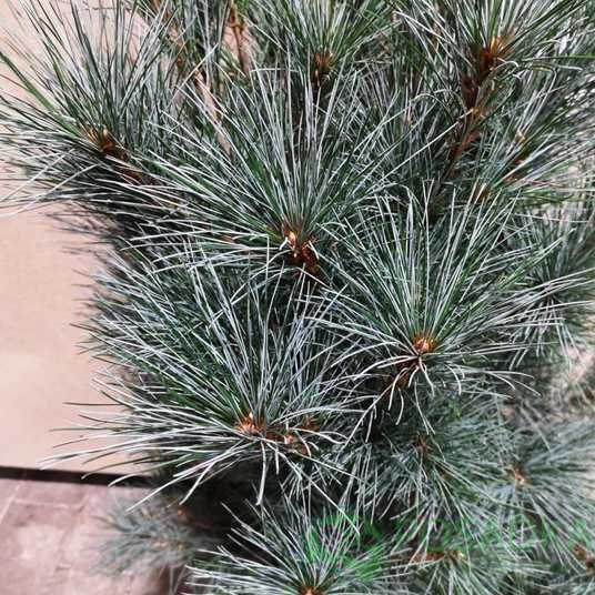 картинка Сосна веймутова Блю Кловерс 