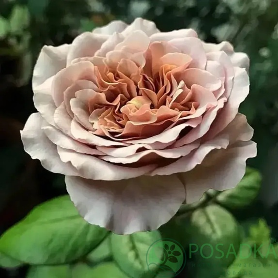 картинка Роза флорибунда Mokarosa 