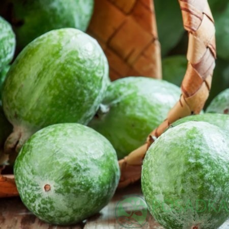 картинка Фейхоа Король Жоан 