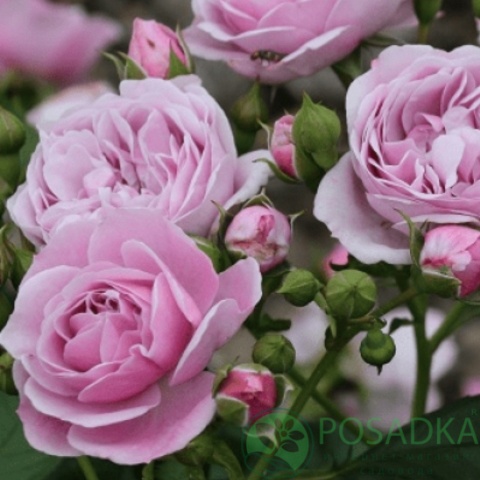 картинка Роза флориунда Наутика 