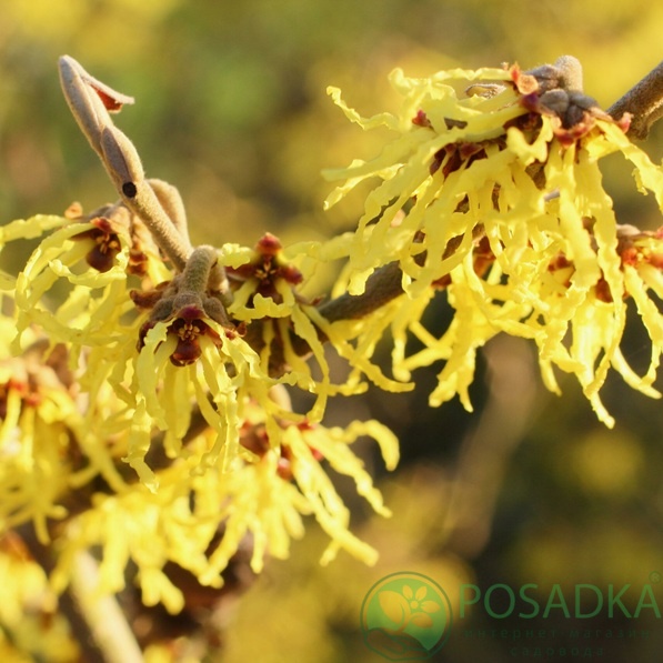 картинка Гамамелис (Hamamelis × intermedia) ‘Westerstede’ 