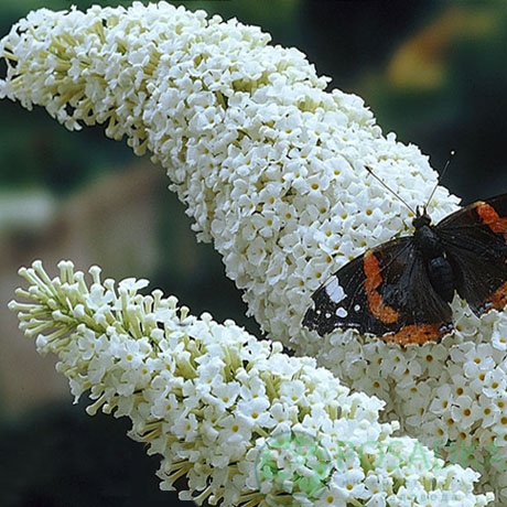 картинка Буддлея Давида 'White Profusion' 