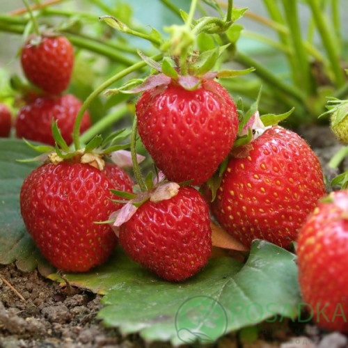 картинка Клубника Фламенко 