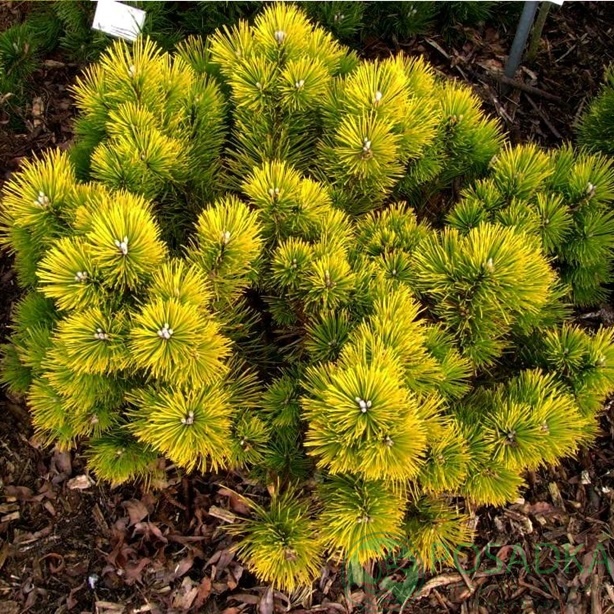 картинка Сосна горная Голден Глоу 