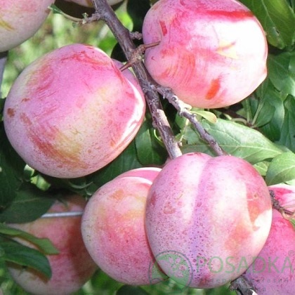 картинка Слива Октобер Сан 