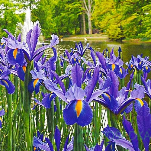 картинка Ирис Hollandica Discovery 