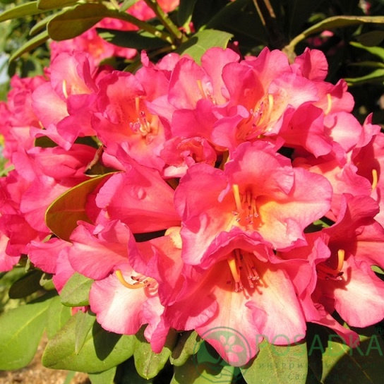 картинка Рододендрон гибридный Абендзонне 