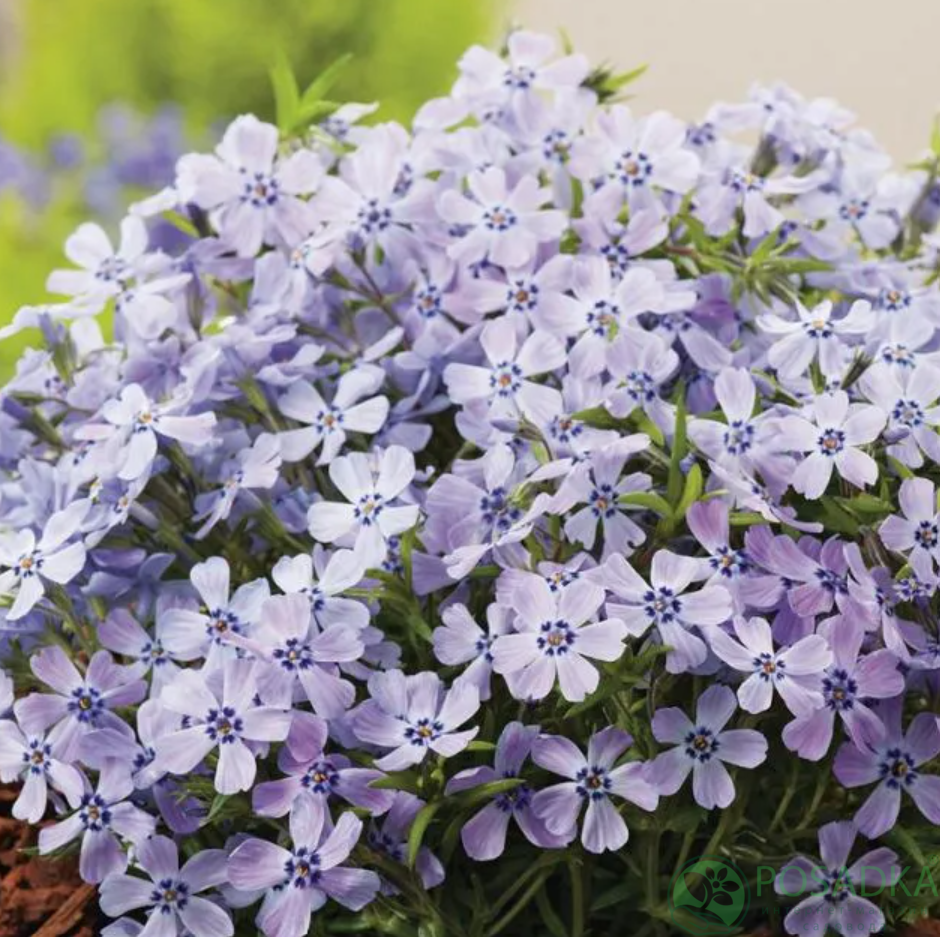 картинка Флокс шиловидный Fabulous Blue Violet 