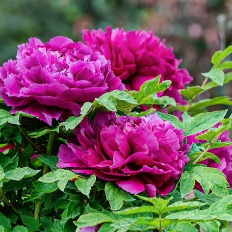 картинка Пион древовидный Paeonia suffr. purple 
