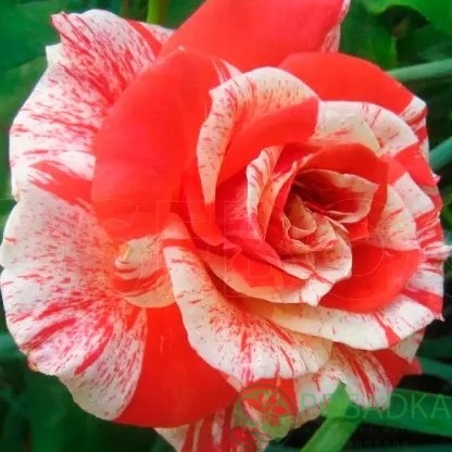 картинка Роза чайно-гибридная Оранж Интуишн 