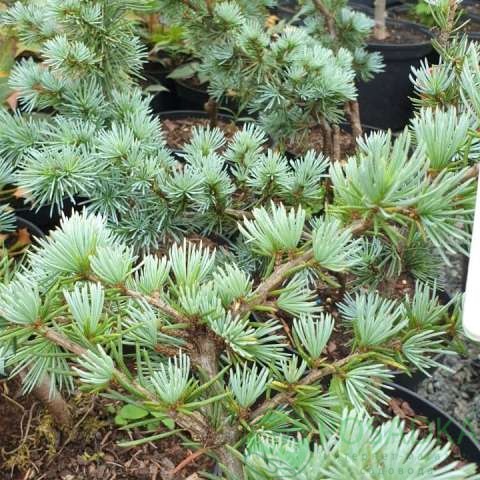 картинка Кедр ливанский Глаука (Cedrus libani Glauca) 2л 