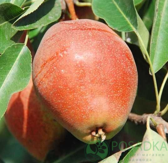 картинка Груша Киргизская зимняя 