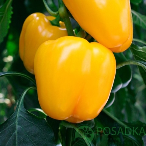 картинка Семена Перец Золотой телец 0.2 г, Seedera 