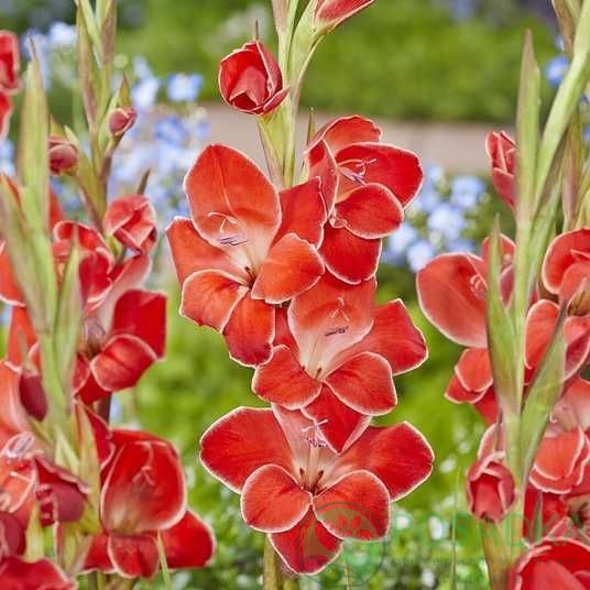 картинка Гладиолус Atom 