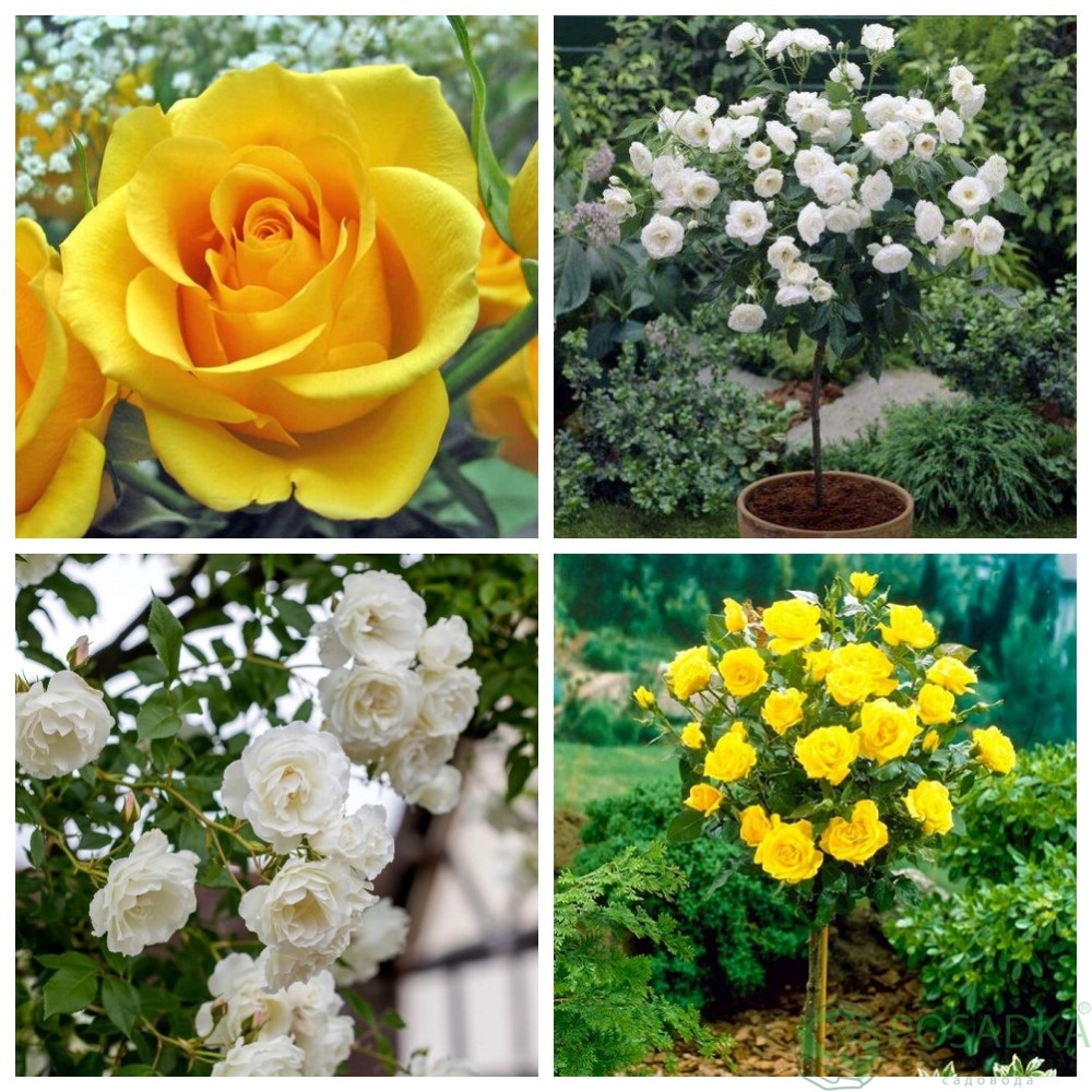 картинка Роза штамбовая (Керио, Айсберг) 